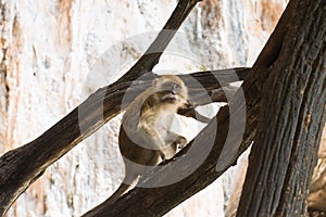 One macaque monkey on tree