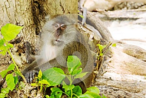 One macaque monkey on tree