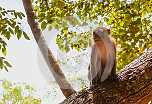 One macaque monkey on tree