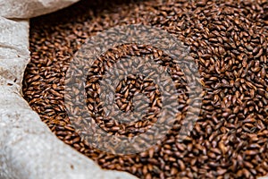 Close-up Dried Dark Black Barley Malt in a sack for brewing beer photo