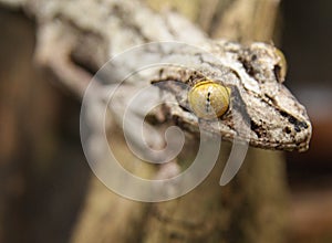 Chameleon yellow eye photo