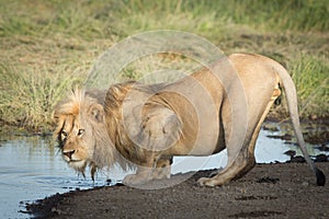 One Male African Lion drinking water, Serengeti, Ndutu, Tanzania