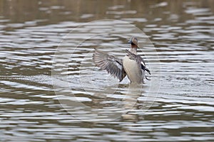 one male common teal (Anas crecca) shaking wings in water