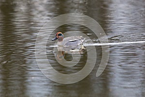 one male common teal (Anas crecca) swimming in water