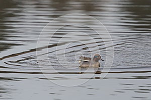 one male common teal (Anas crecca) swimming in water