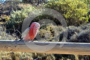 One Male Galah bird cockatoo sitting on a wooden fence