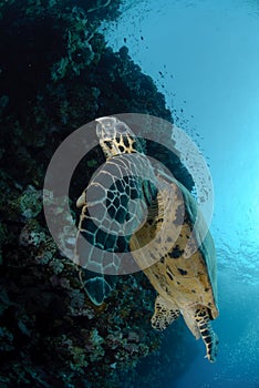 One Male hawksbill turtle