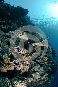 One Male hawksbill turtle