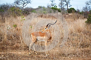 One male impala antelope on yellow grass, green trees and blue sky background close up in Kruger National Park, South Africa