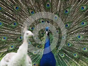 A male Indian Peafowl or Peacock displaying to a white leucistic female