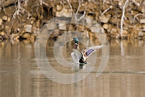 One male mallard duck flapping his wings the water