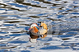 One male mandarin duck aix galericulata swimming in waved water