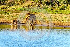 One Male and one Female Lion drinking at sunrise at the Nkaya Pan Watering Hole in Kruger Park