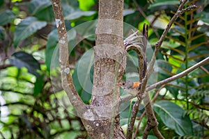 One Male Red-backed fairywren sitting on Branch in a Tree, Queensland, Australia