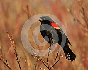 One male Red-winged Blackbird perched on a bare branch