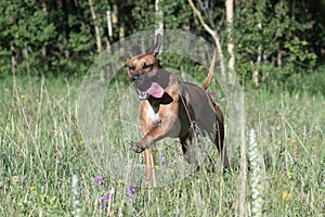 One male  rhodesian ridgeback is running around  and having fun in a grass field