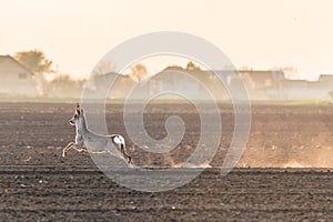 One male roe deer running on crop field. Capreolus capreolus