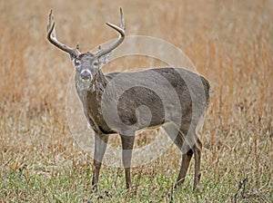 One male White Tailed Deer in an open field.