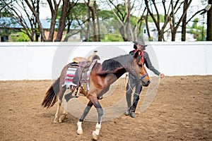 One man with cowboy costume train horse in outdoor stable to run in circle around him