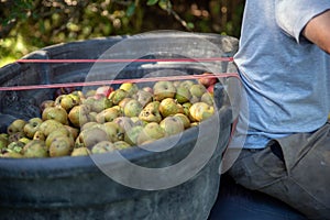 One man hauls a bin of fresh picked apples in orchard.
