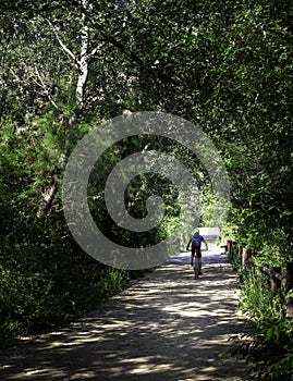 One man riding a bicycle on a forest road