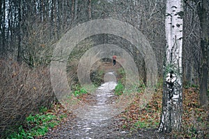 One man walks along an alley in a dark autumn park. Back view