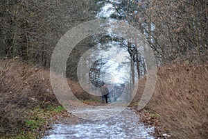 One man walks along an alley in a dark autumn park. Back view