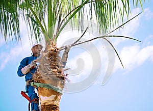 One man working at the top of a palm tree pruning the leaves helping himself with a well-used rope to climb up