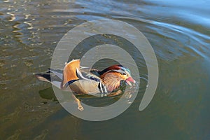One mandarin duck drake (Aix galericulata).