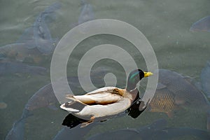 One mandarin duck swimming on pond or river,