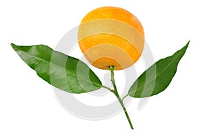 one mandarin with green leaf isolated on white background