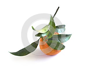 One Mandarin with leaves isolated on white