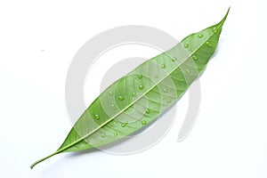 One Mango leaf with water drop isolate on white background, Fresh green mango leaves