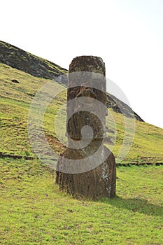 One of many abandoned huge Moai statues on the slope of Rano Raraku volcano, Easter Island of Chile Archaeological site
