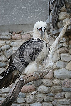 One of the many beautiful birds of Kazakhstan