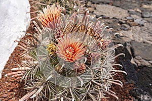 One of the many beautiful flowering cacti in the park Jardin de Cactus, Lanzarote, Spain