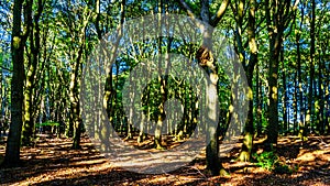 Beautiful forests of the Veluwe region in the Netherlands photo