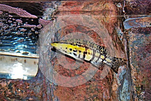 ABQ BioPark Aquarium in New Mexico photo