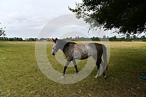 One of many horses in Newmarket studs