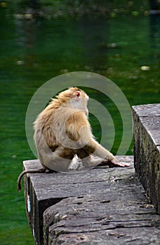 One of many macaques playing around the puddle. Angkor.