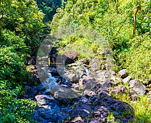 One of Many Streams in The Tropical Rainforest On The Road To Hana