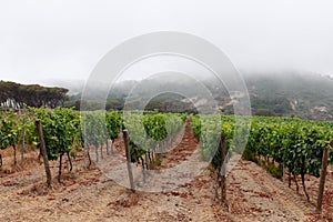One of the many vineyards of the island of Elba on a hill in the predawn mist, Province of Livorno
