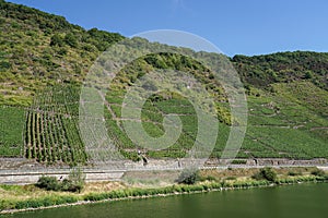 One of the many vineyards on the Moselle river between Cochem and Beilstein in Germany