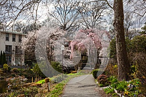 Reston Virginia Walkable Path in Springtime