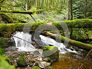 Waterfall in Coast Mountains Rainforest, Powell River, British Columbia, Canada photo