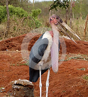 One marabou stork with open beak  waiting for food