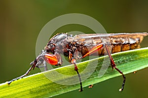 One March fly sits on a blade of grass in a meadow