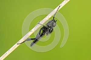 One March fly sits on a blade of grass in a meadow