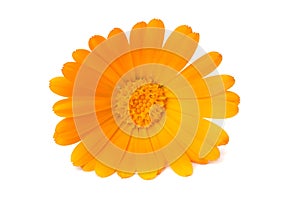 one marigold flower head isolated on white background. calendula flower