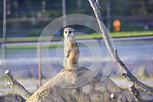 One meerkat sits on a hill mount watchman in the aviary